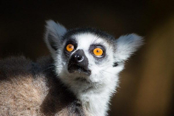 Lemur in Mauritius