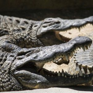 Sleeping crocodiles in La Vanille Park