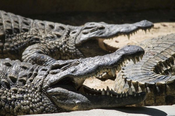 Sleeping crocodiles in La Vanille Park