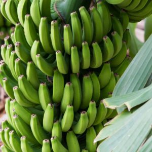 Bananas Hermigua