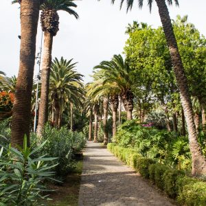 Palm trees at Parque García Sanabria in Santa Cruz de Tenerife