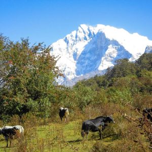 Cows in front of the Annapurna
