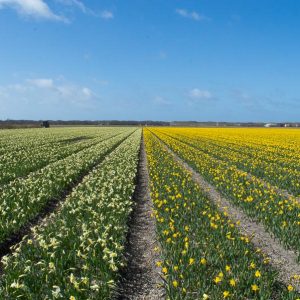 Daffodil field Texel