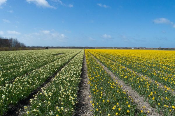 Daffodil field Texel