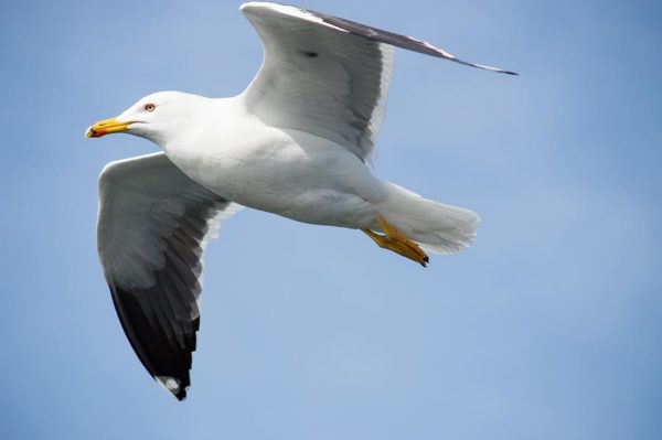 Seagull near Texelv