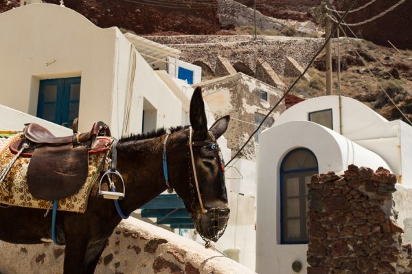 Donkey in Santorini