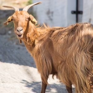 Goat in Kardiani Tinos