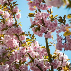 Cherry Blossoms at Leinleitertal Franconian Switzerland
