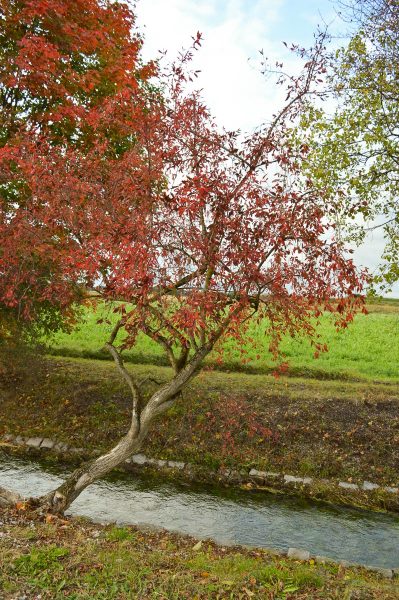 Autumn at Hüllgraben Munich
